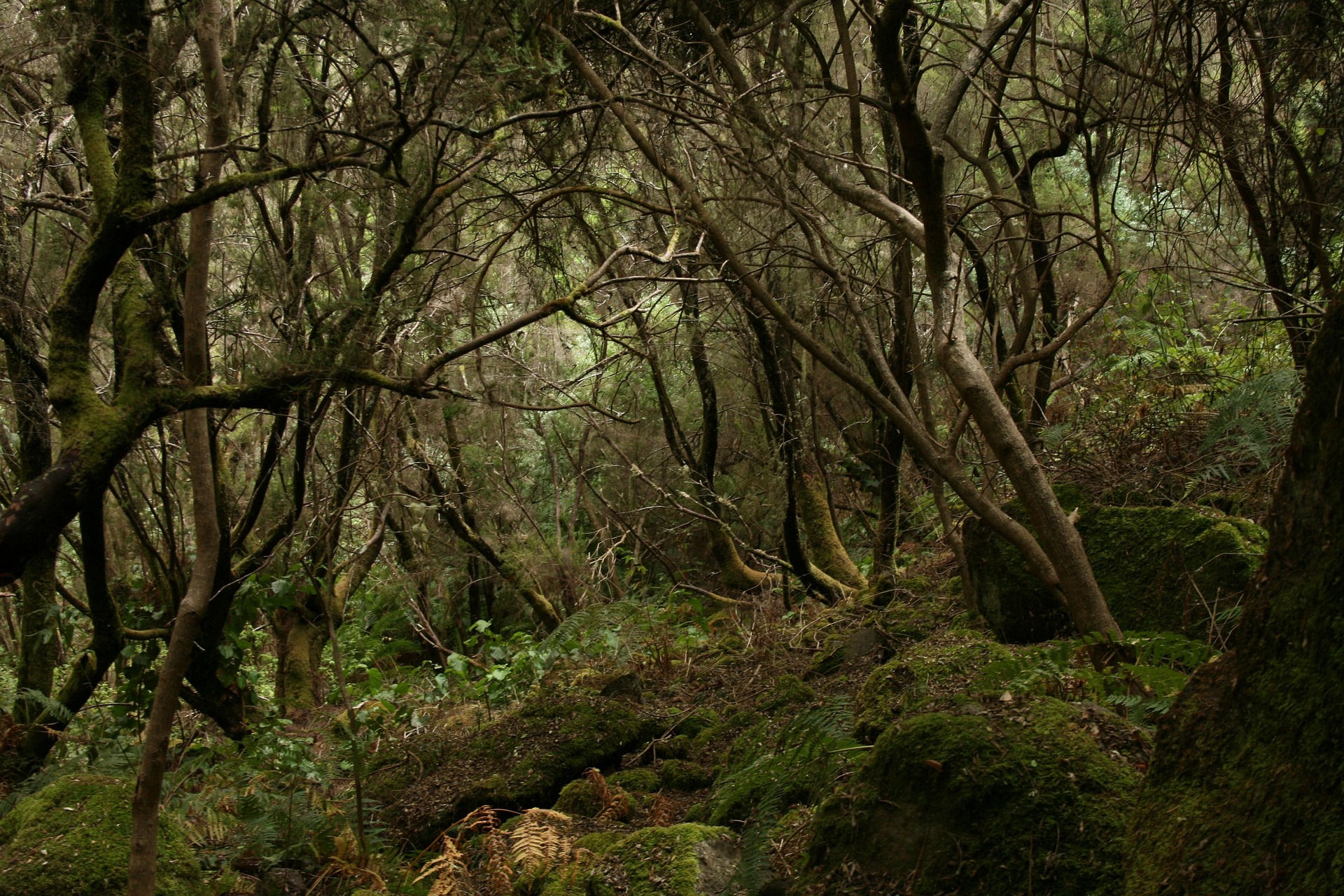 La Gomera, La Palma y El Hierro: Guía de las Tres Joyas Desconocidas de Canarias